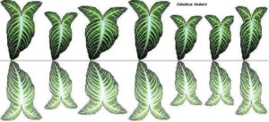 Mini Plants Doll House Leaf Printables